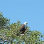 30 juli 2006 N’Gepi – Okavango delta