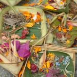 3 augustus 2008 Lovina Beach – Ubud