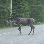 16 juli 2012 Levi – Karasjok – 69° 28’N 25° 30’E