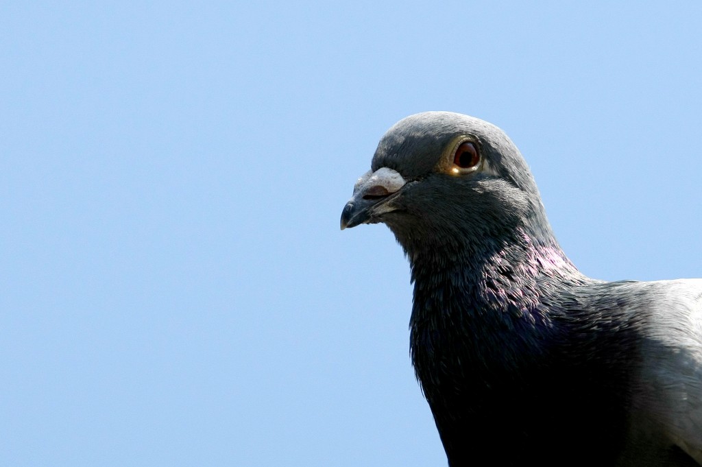 Pigeon