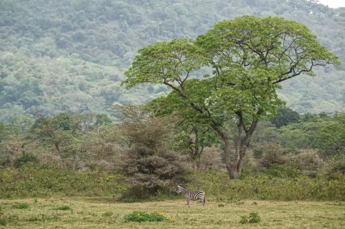 Arusha NP