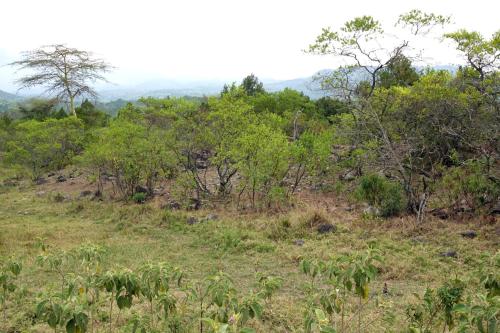 Arusha NP