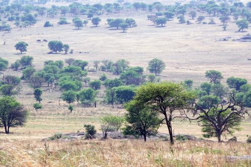 Serengeti Lobo Tanzania