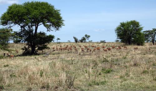 Impalas in het landschap