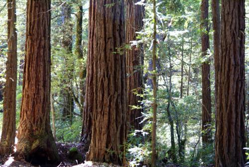 Big Basin Redwood state park Californië