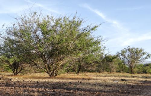 Veel gezien landschap 