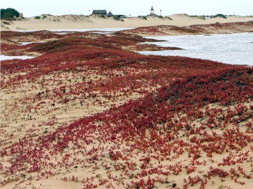 Begroeide duinen 