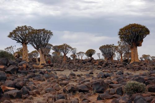 Kokerbomen   Namibië  Keetmanshop