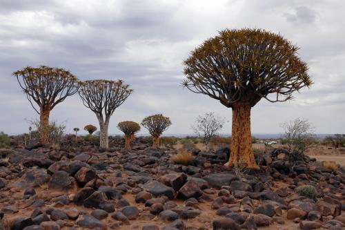 Kokerbomen   Namibië  Keetmanshoop