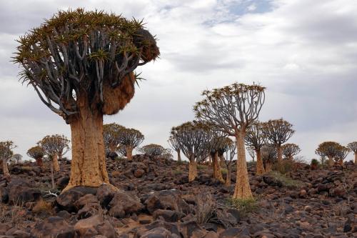 Kokerbomen   Namibie   Keetmanshoop