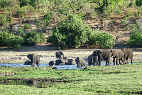 Chobe NP