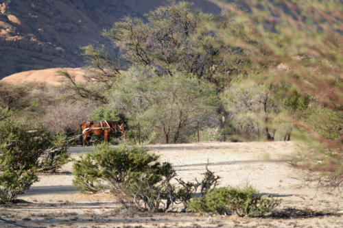 Paard in landschap