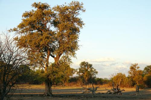 Baobab in landschap