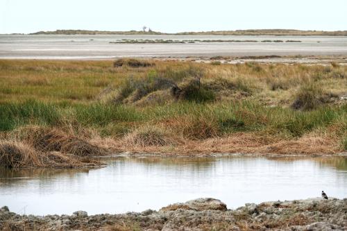 Etosha landschap 