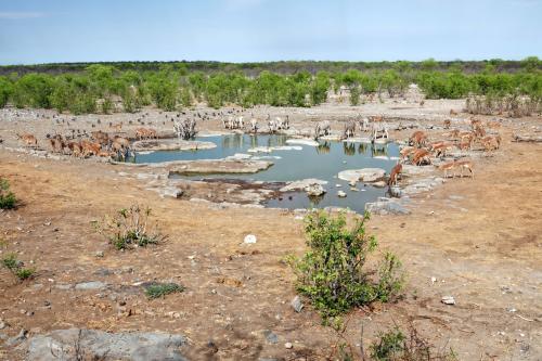 Moringa waterhole 