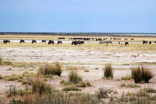 Etosha Nationaal Park