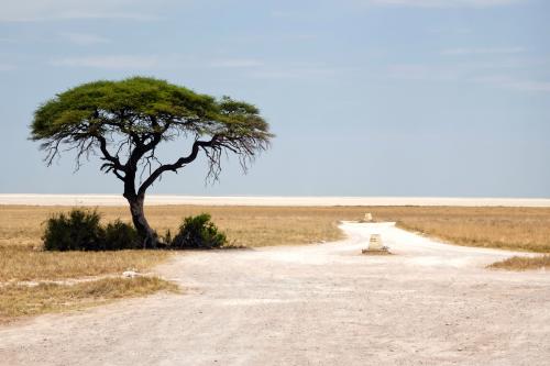 Etosha Nationaal Park