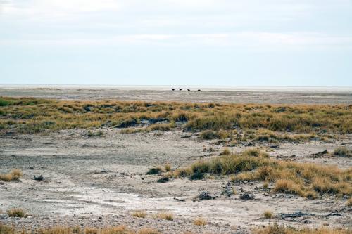 Etosha Nationaal Park