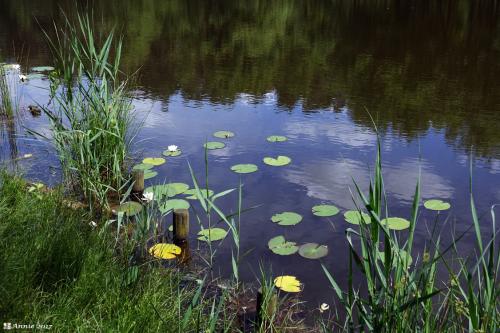 Brunssummerheide