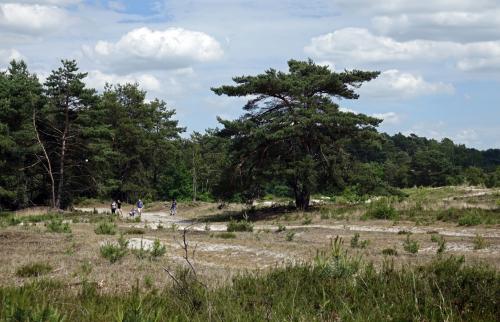 Brunssummerheide