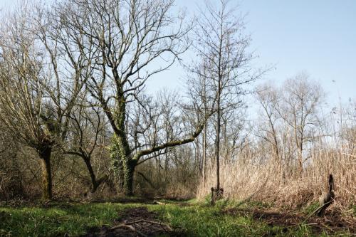 Kleine Dommel