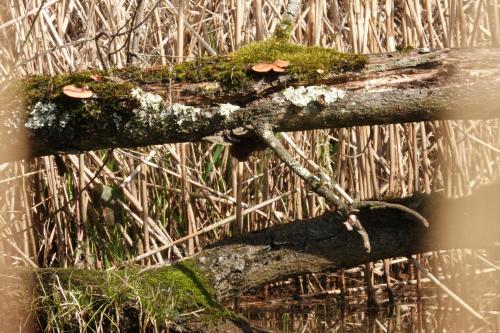 Kleine-Dommel