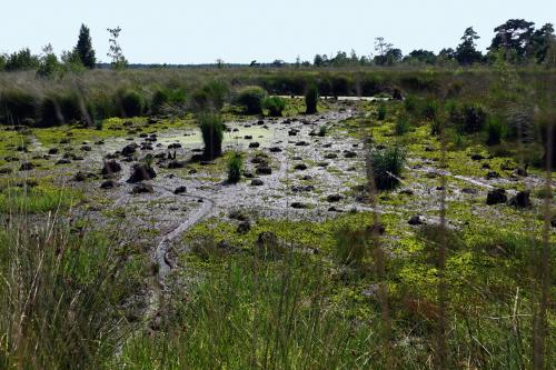 Nationaal Park De Groote Peel