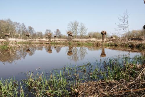 Kleine Dommel