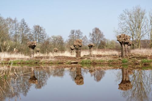 Kleine Dommel