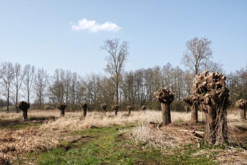 Kleine Dommel