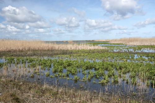 Marker Wadden