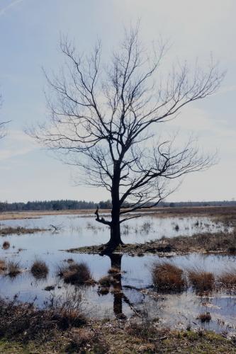 Strabrechtse Heide