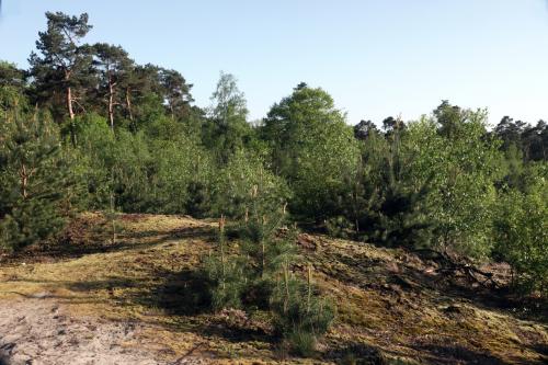 Schaakse heide 