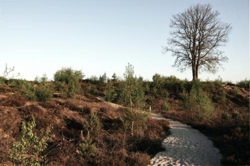 Schaakse heide 