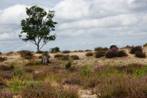 Strabrechtse heide