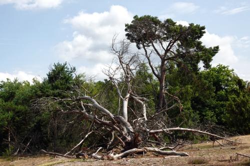 Strabrechtse heide