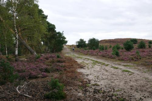 Uitgestrekte heide en bossen