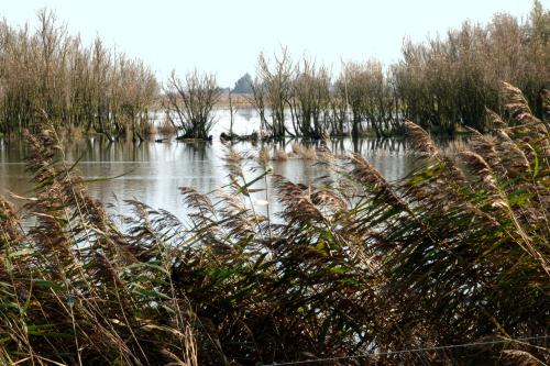 Lauwersmeer 