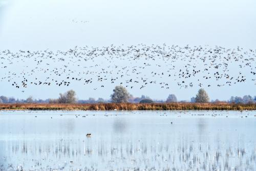 Lots of birds 