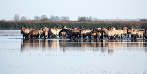 Konikpaarden