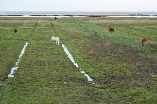 Paarden op de kwelder 