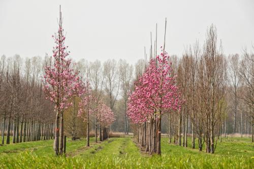 Bomen in bloesem