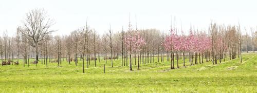 Bomen in bloesem 