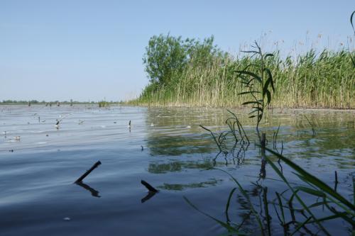 Oostvaardersplassen 