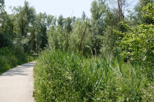 Oostvaardersplassen 