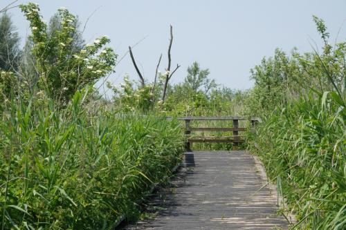 Oostvaardersplassen 