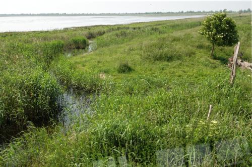 Oostvaardersplassen 