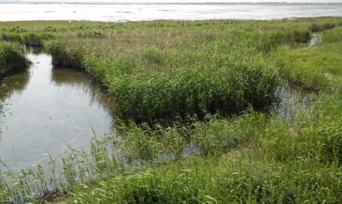 Oostvaardersplassen 