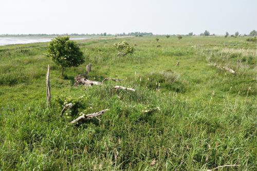 Oostvaardersplassen 