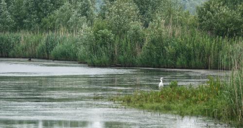 Oostvaardersplassen 